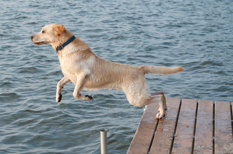 Labrador Retriever