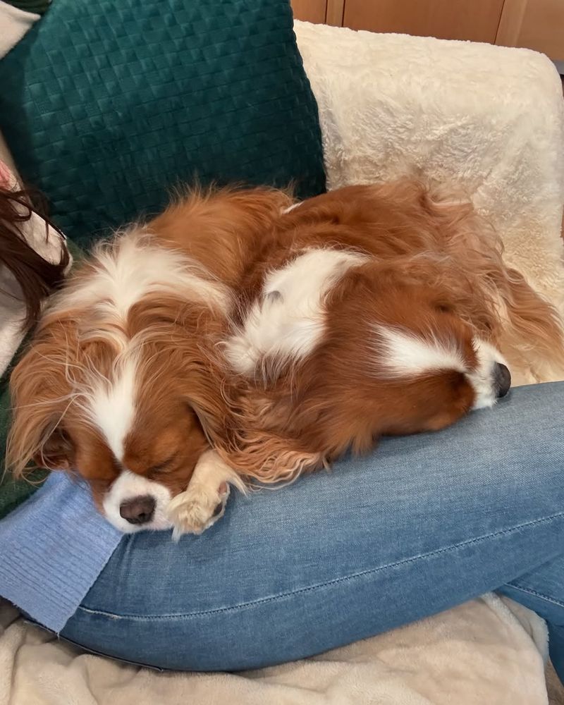 Cavalier King Charles Spaniel