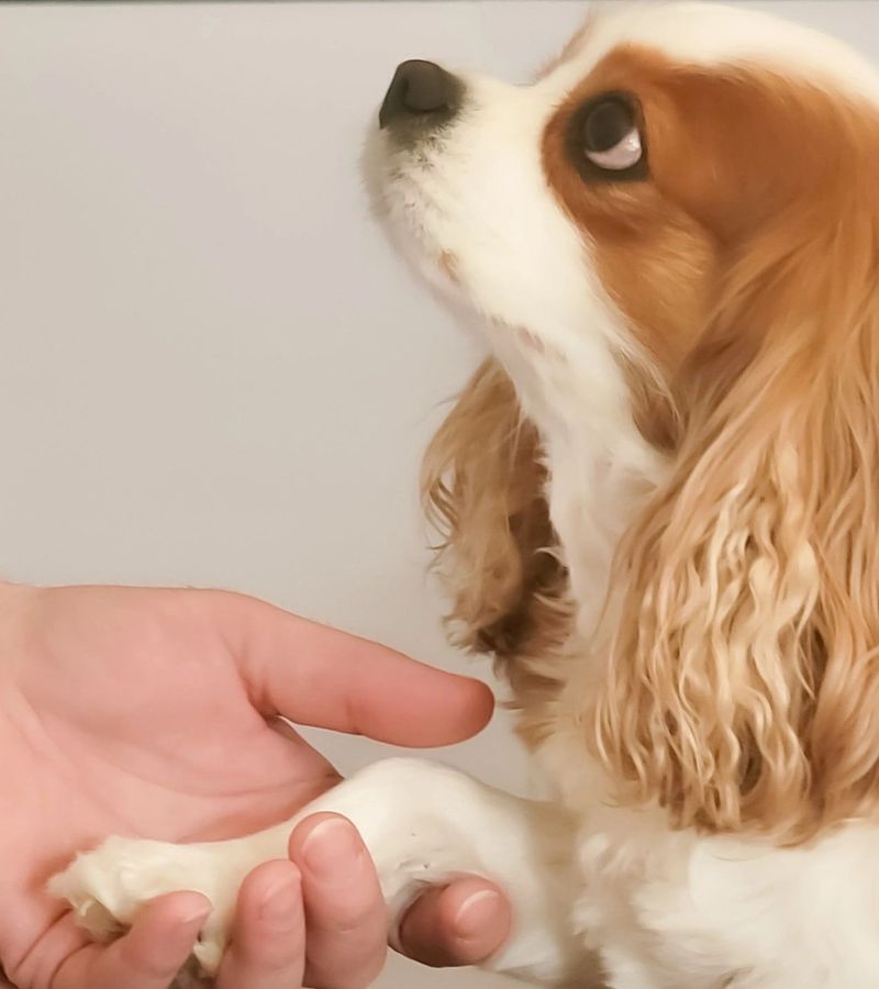 Cavalier King Charles Spaniel