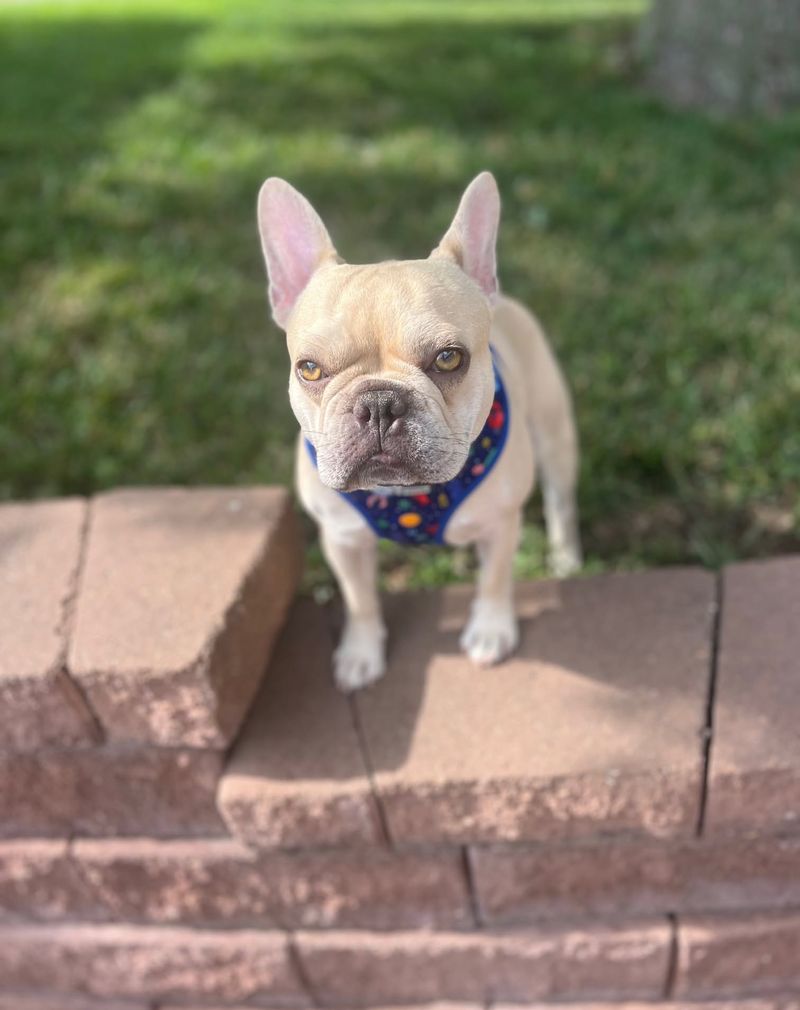 French Bulldog