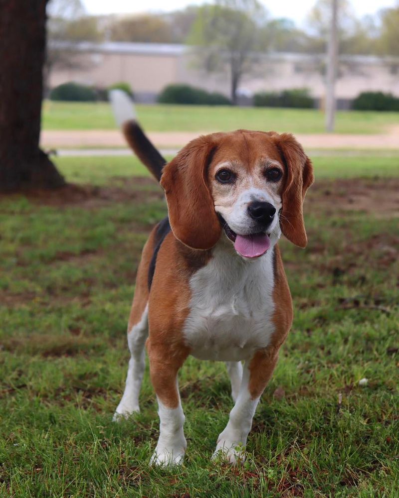 Beagle
