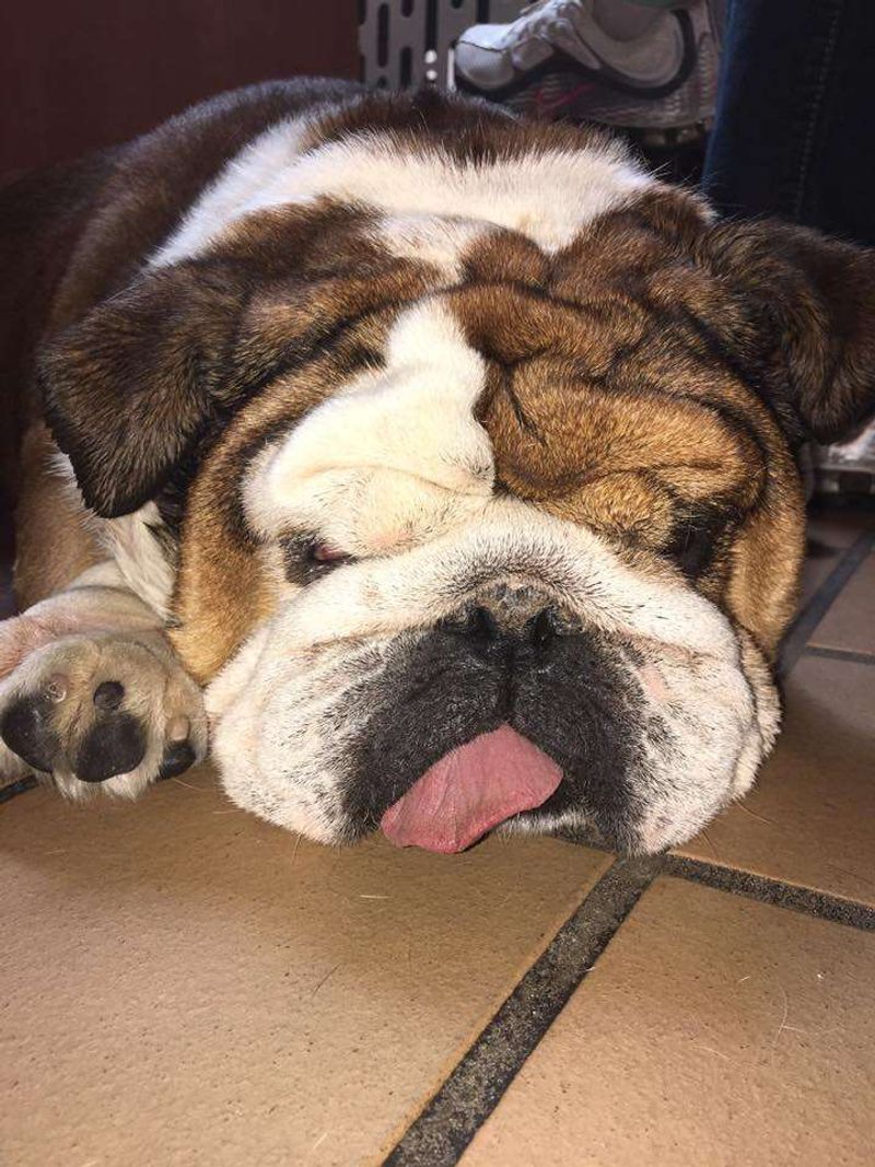 Bulldog