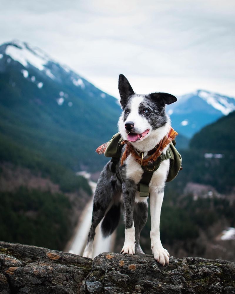 Border Collie