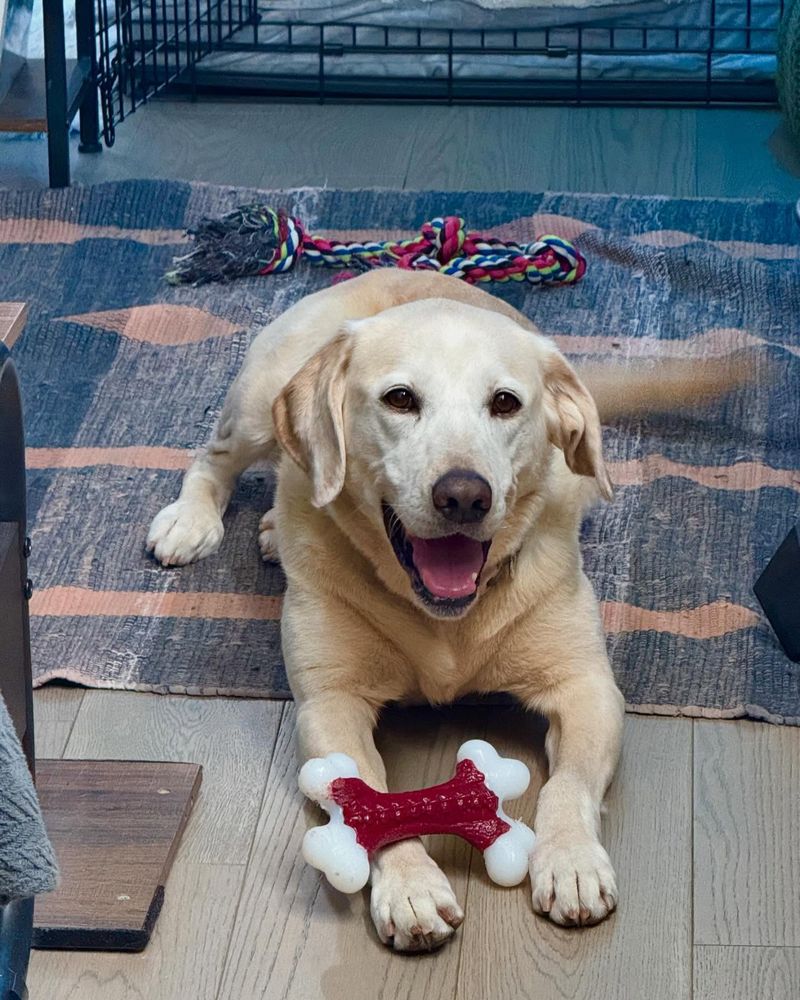 Labrador Retriever