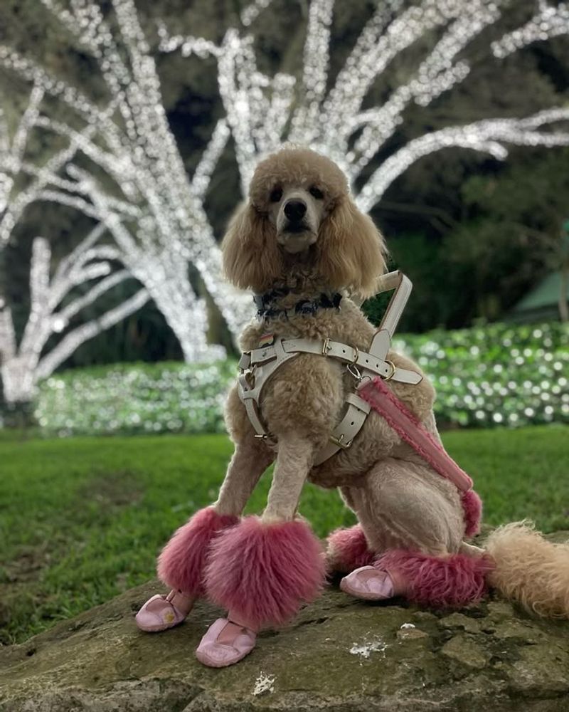Poodle