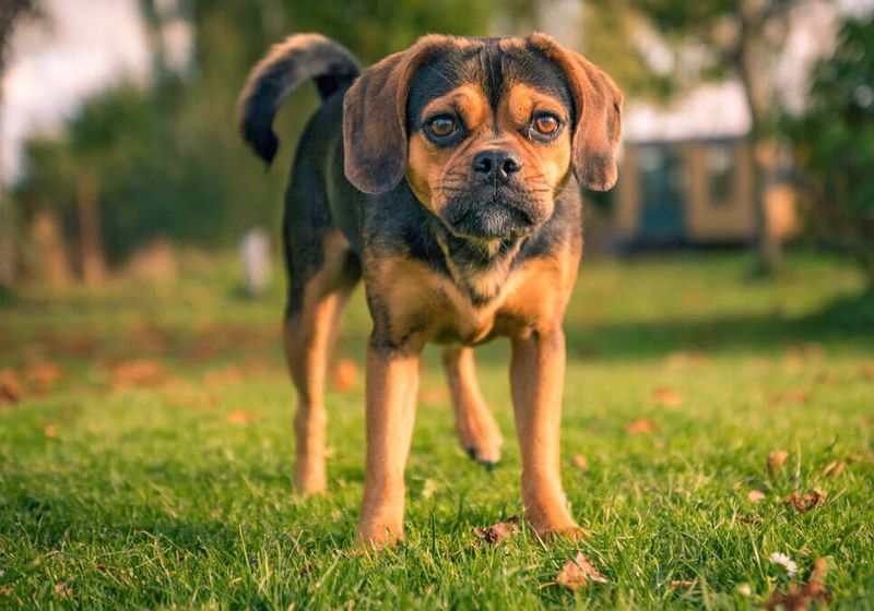 Beagle-Pug Mix (Puggle)