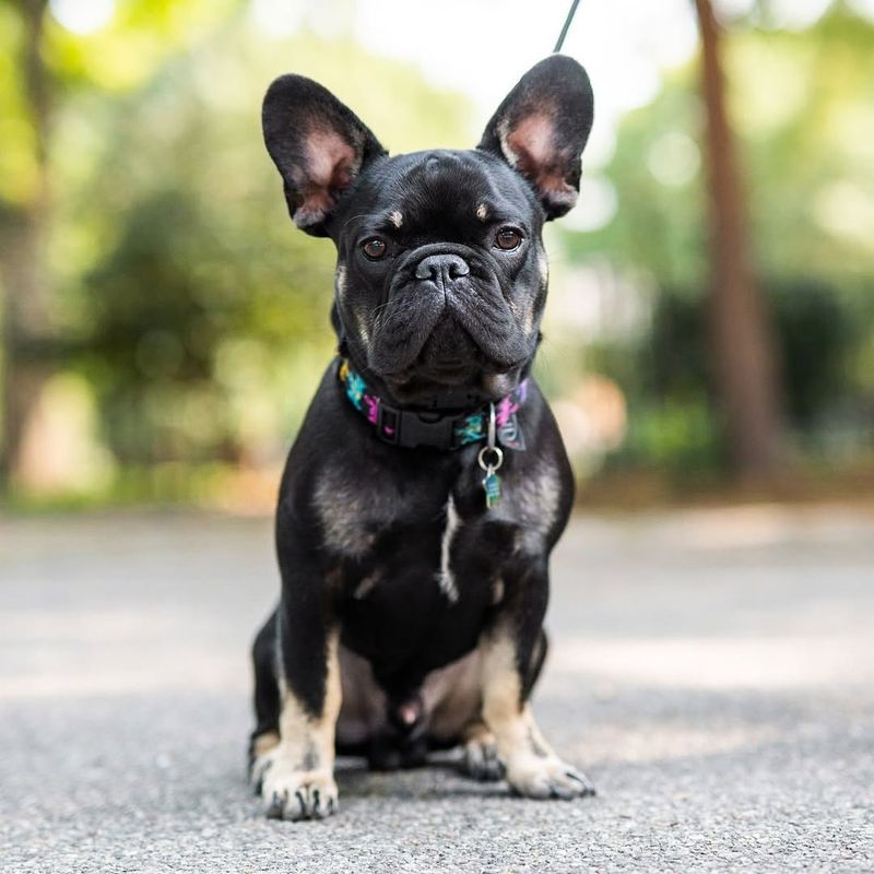 French Bulldog - New York