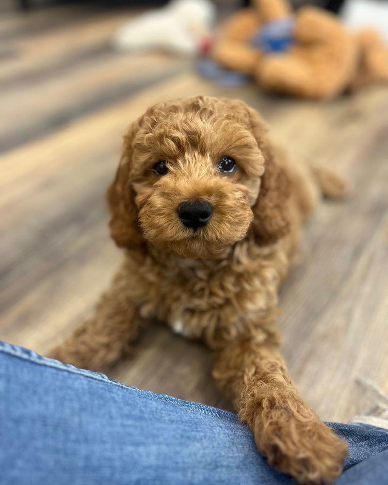 Cockapoo