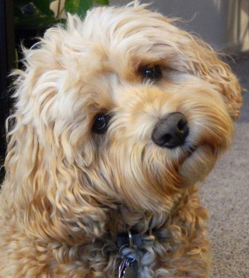 Cockapoo