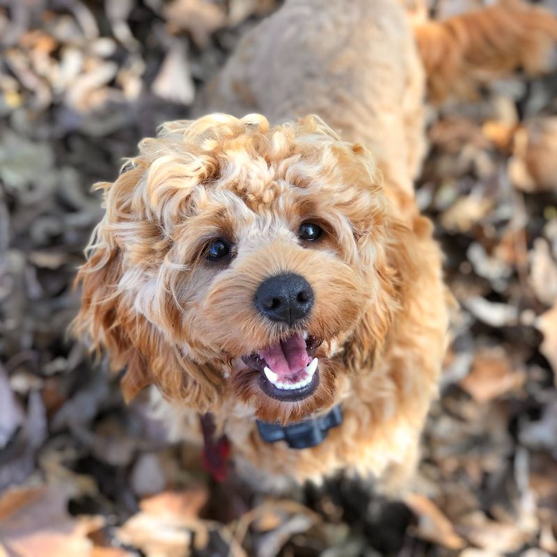 Cockapoo