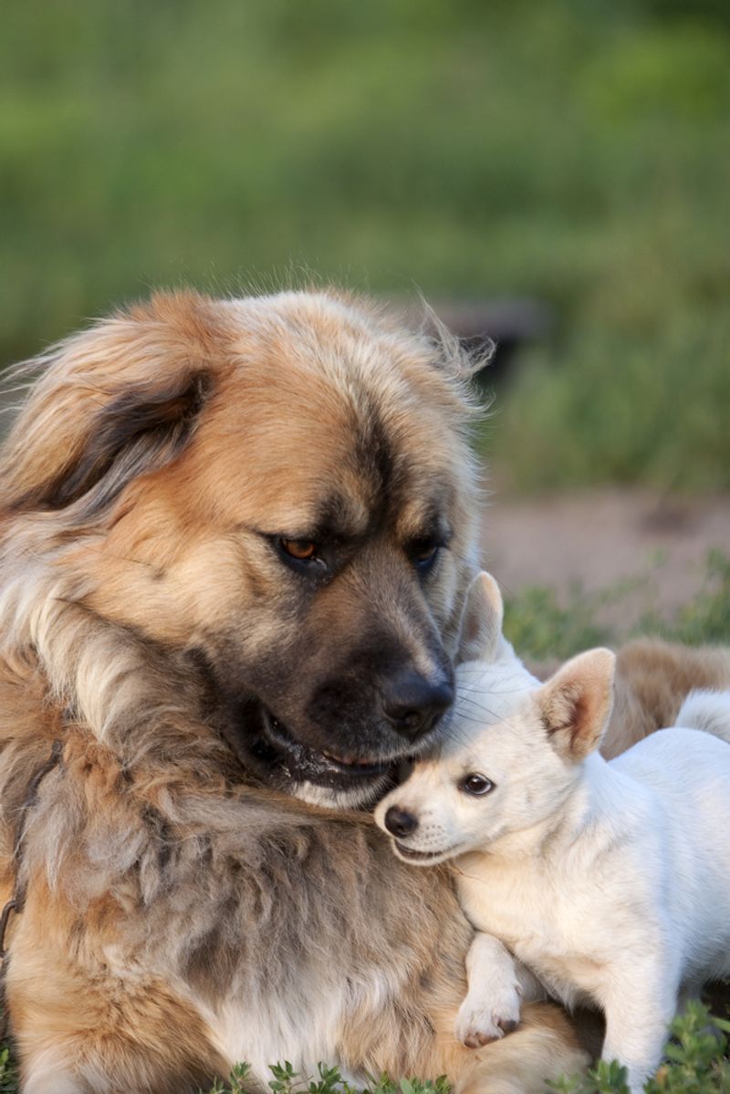Mindful of Size and Breed