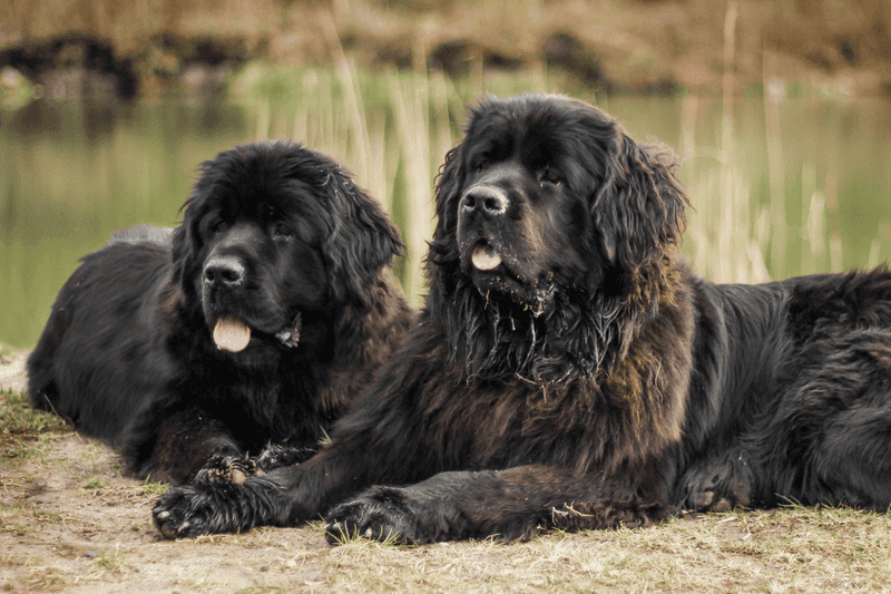 Newfoundland