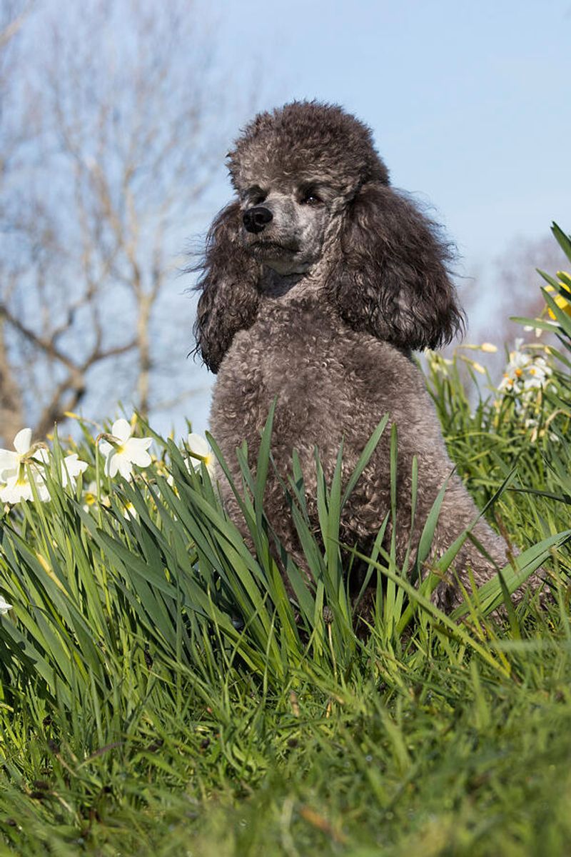 Poodle
