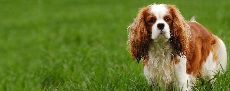 Cavalier King Charles Spaniel