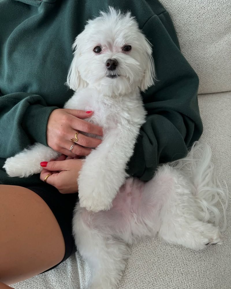 Maltese