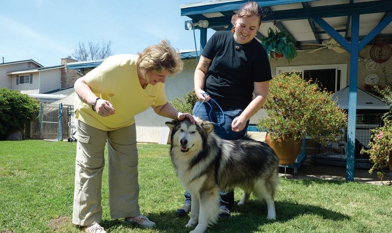 Alaskan Malamute