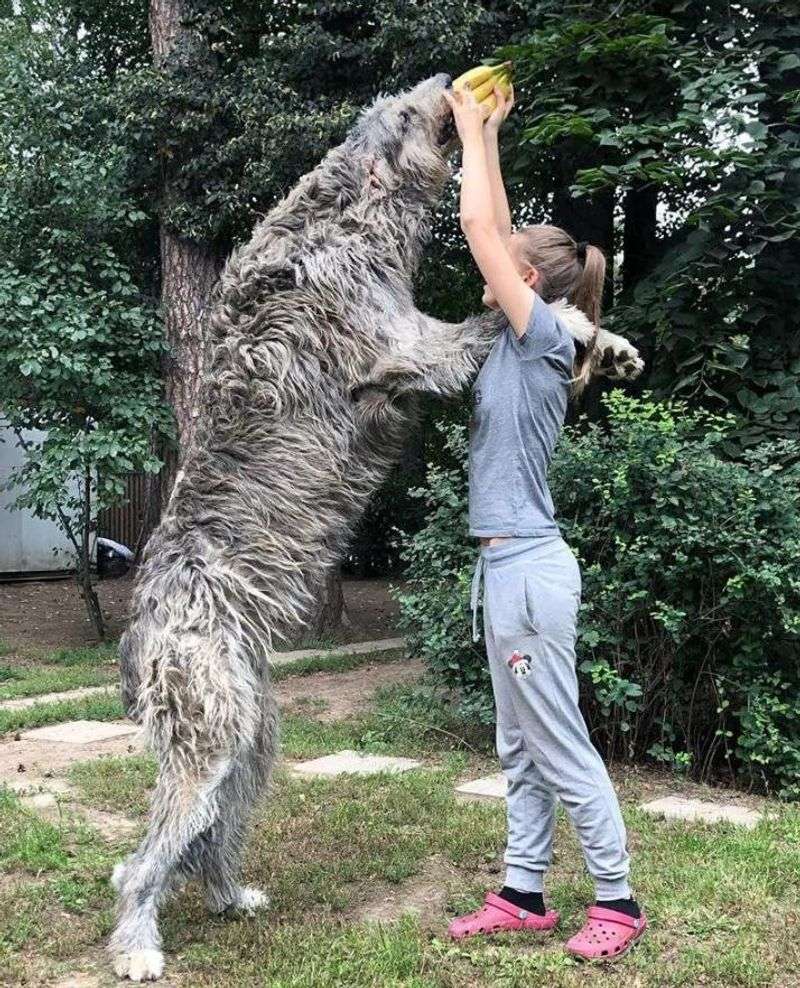 Irish Wolfhound