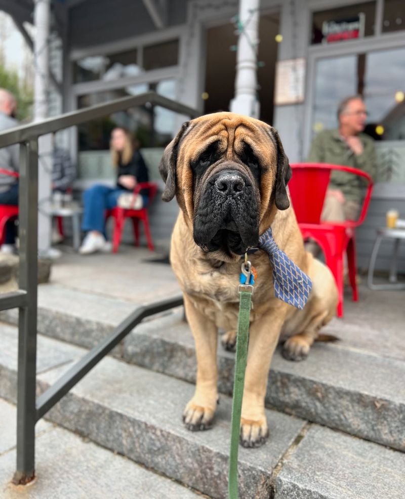 Mastiff