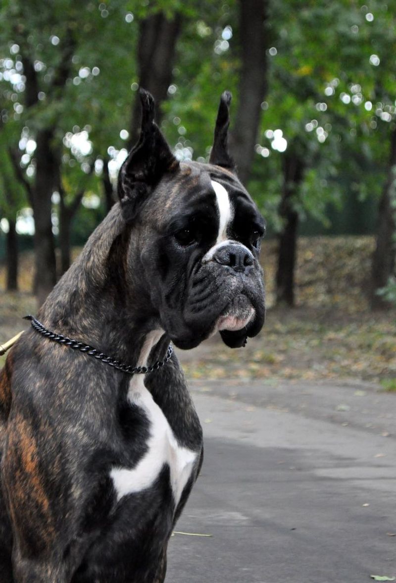 Boxer