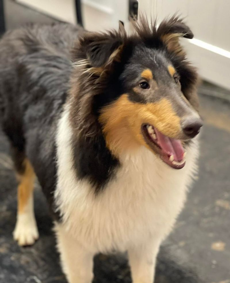 Collie