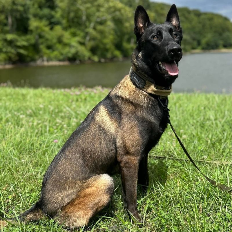 Belgian Malinois