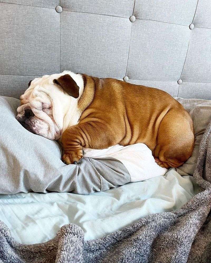 Bulldog