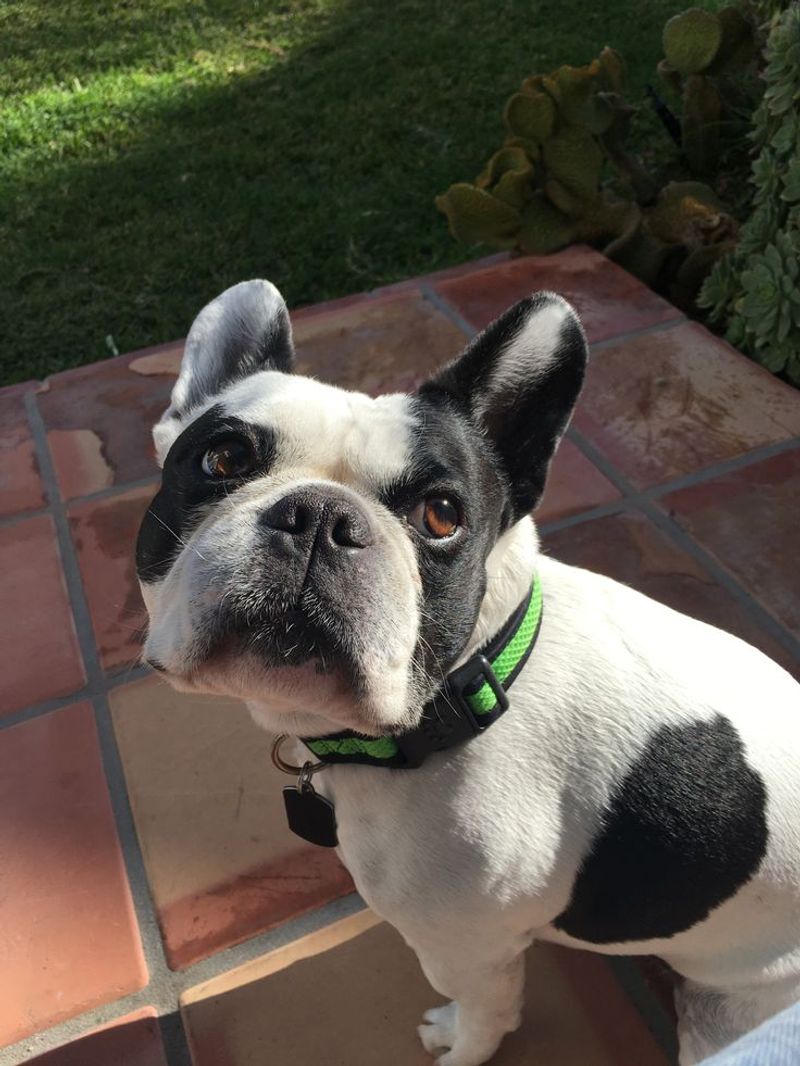 French Bulldog