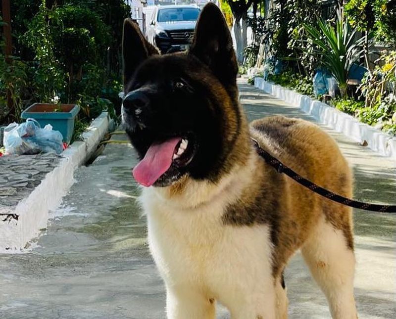 Akita