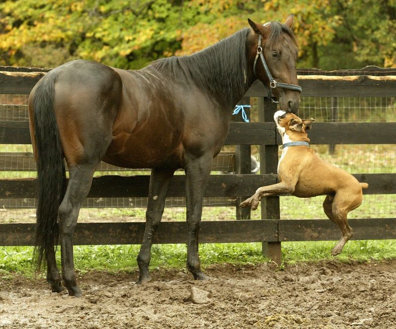 Boxer