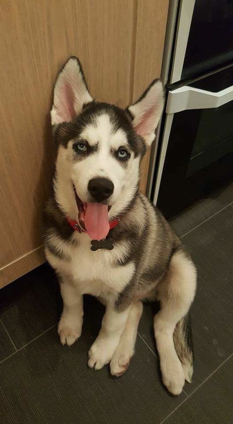 Siberian Husky