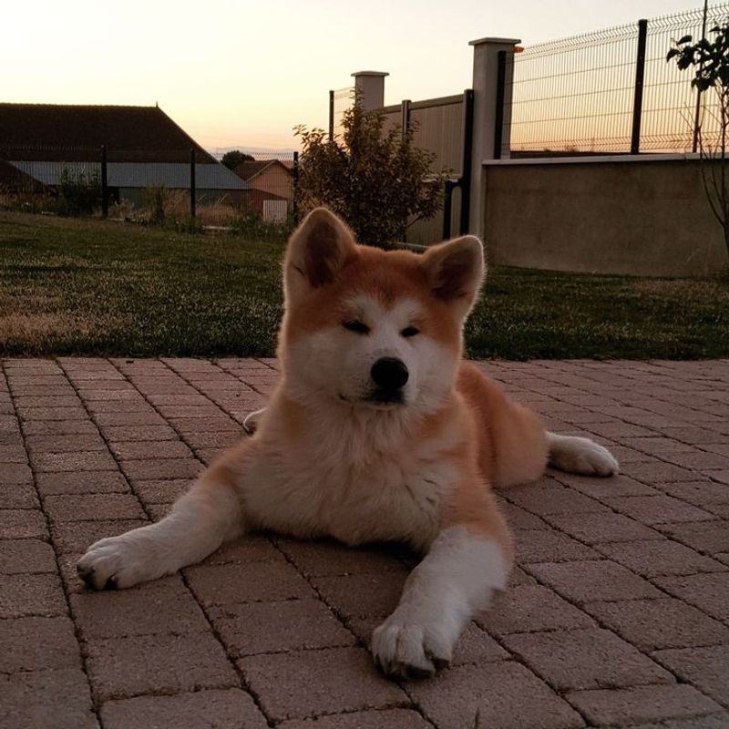Akita