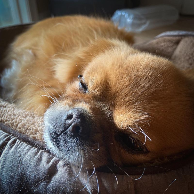 Tibetan Spaniel