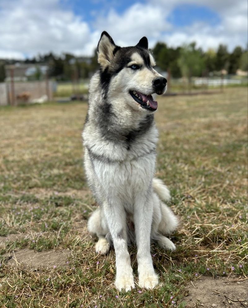 Siberian Husky