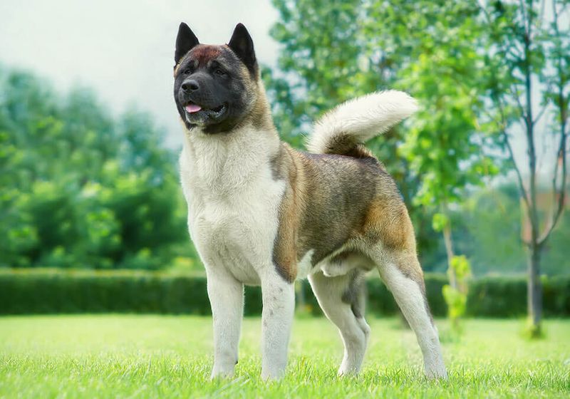 Akita