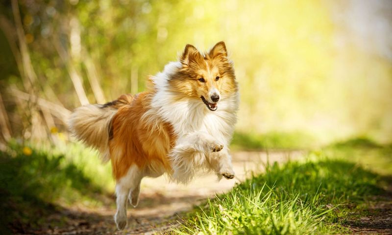 Shetland Sheepdog - Vermont
