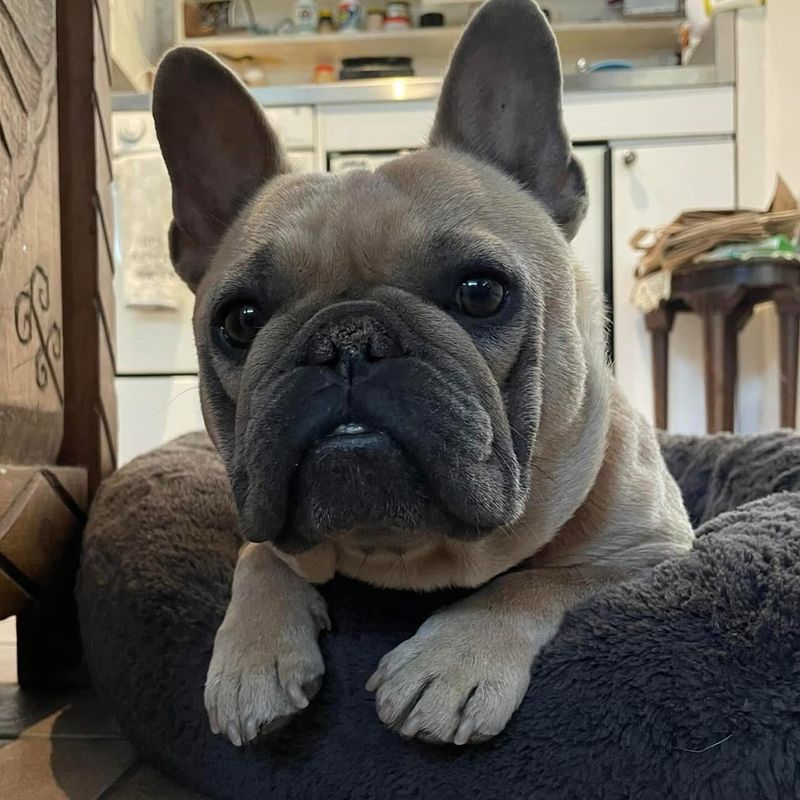 French Bulldog
