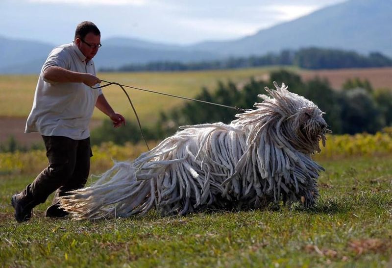 Komondor