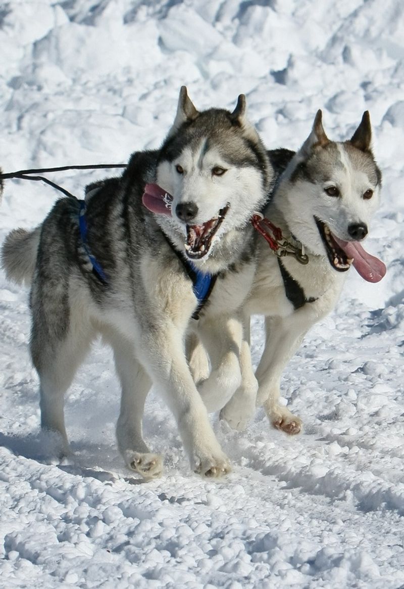 Siberian Husky