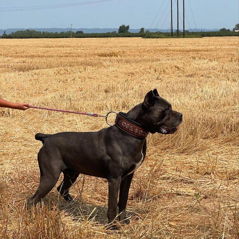 Cane Corso