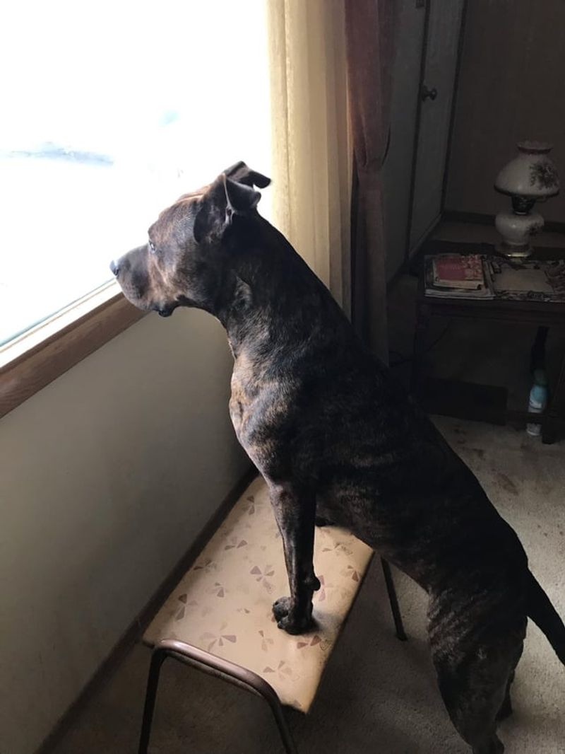Waiting by the Window
