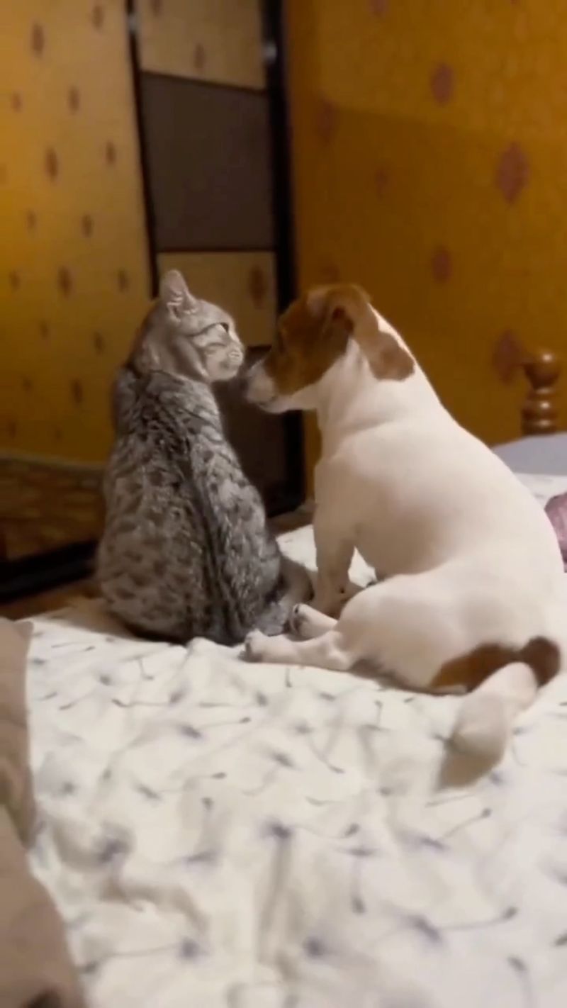 Jack Russell Terrier