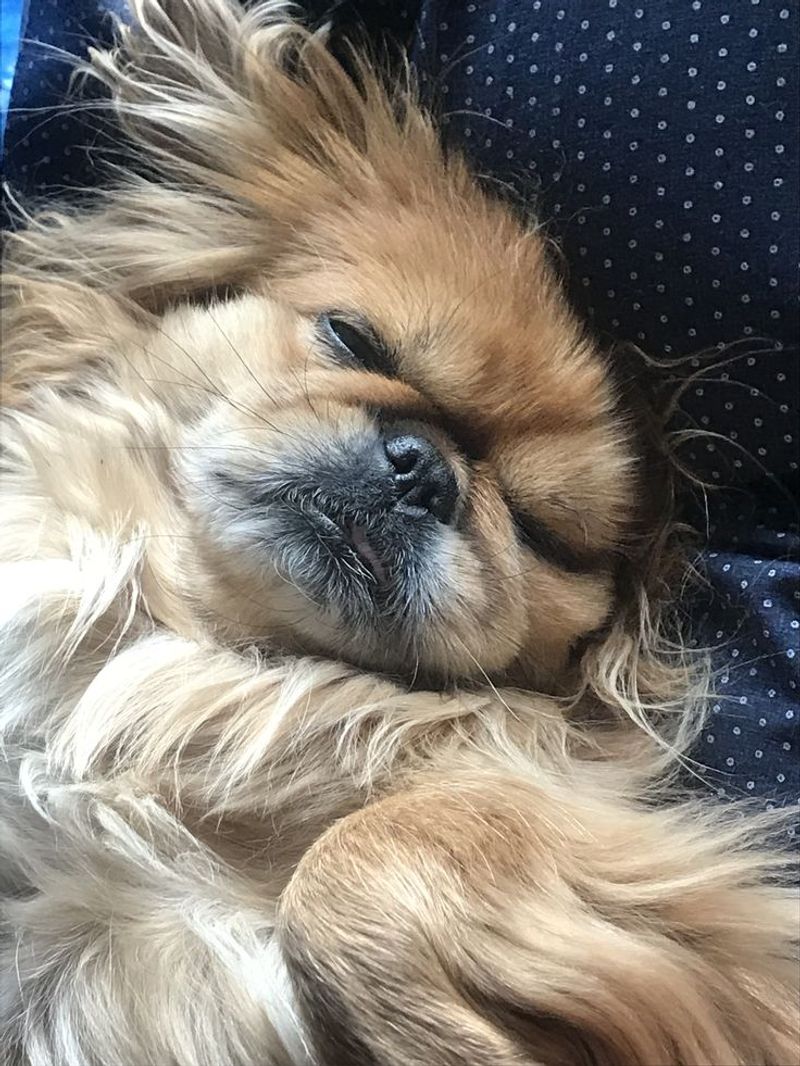 Pekingese