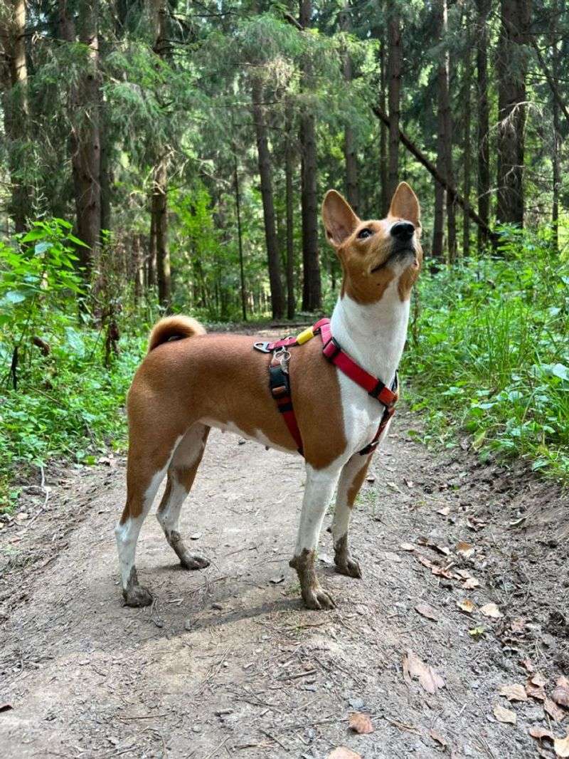 Basenji