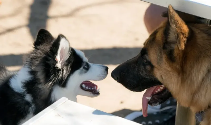 Socialization Importance