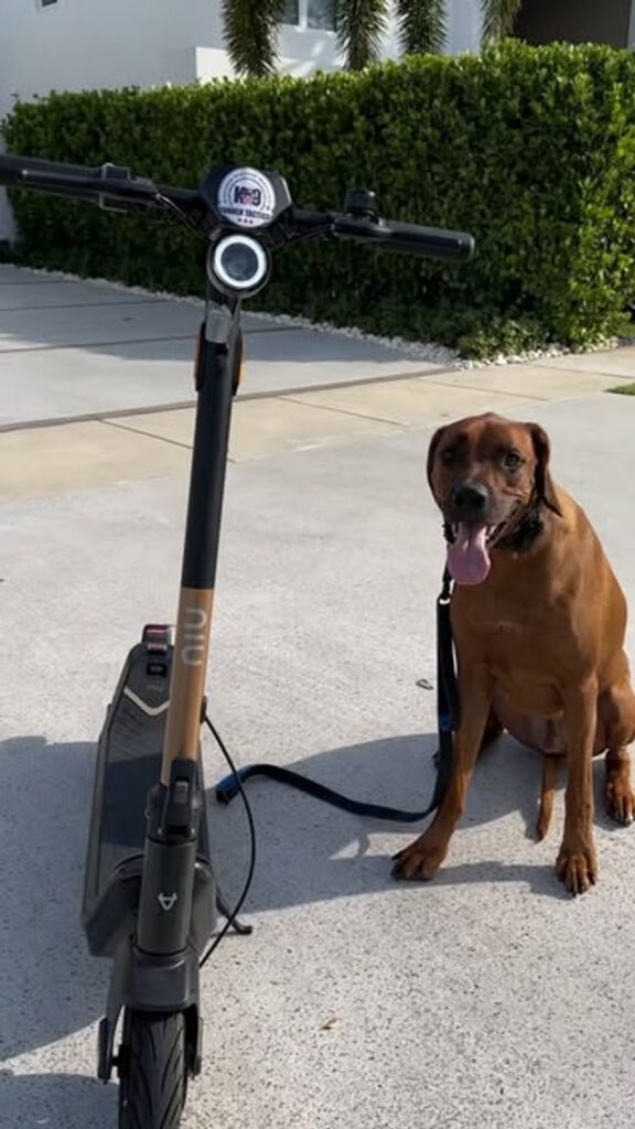 14 Things You Should Know Before Making a Rhodesian Ridgeback Your ...