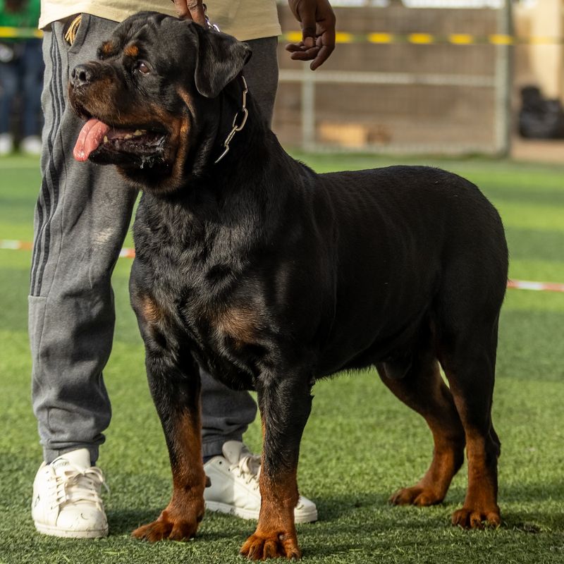 Rottweiler