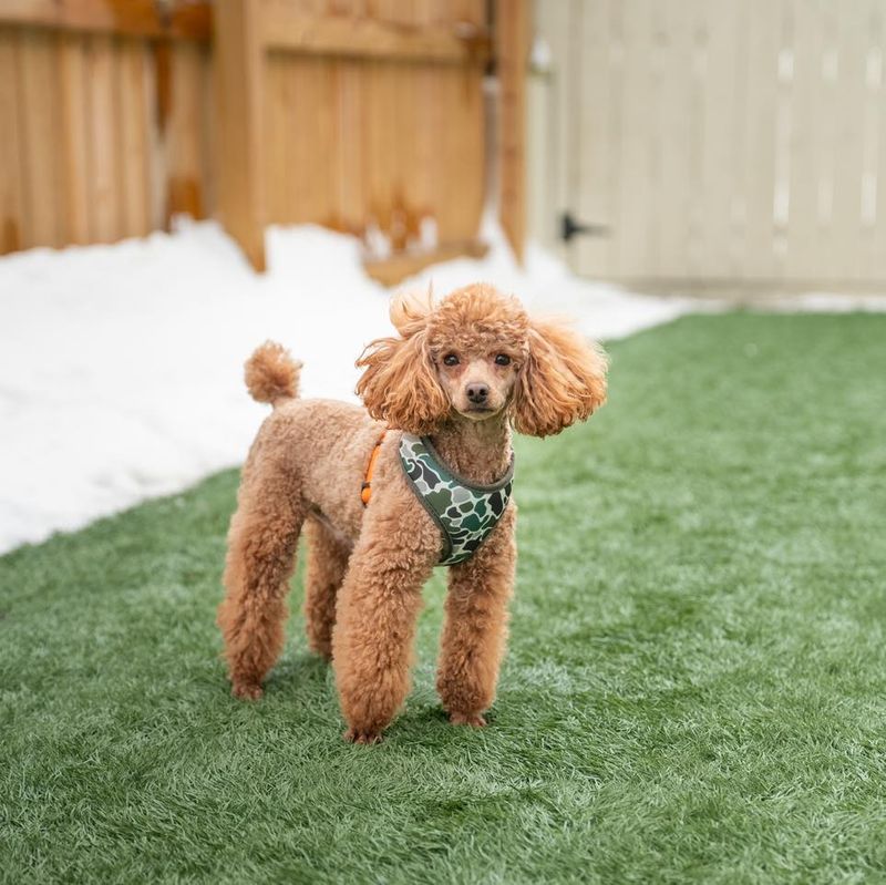 Toy Poodle