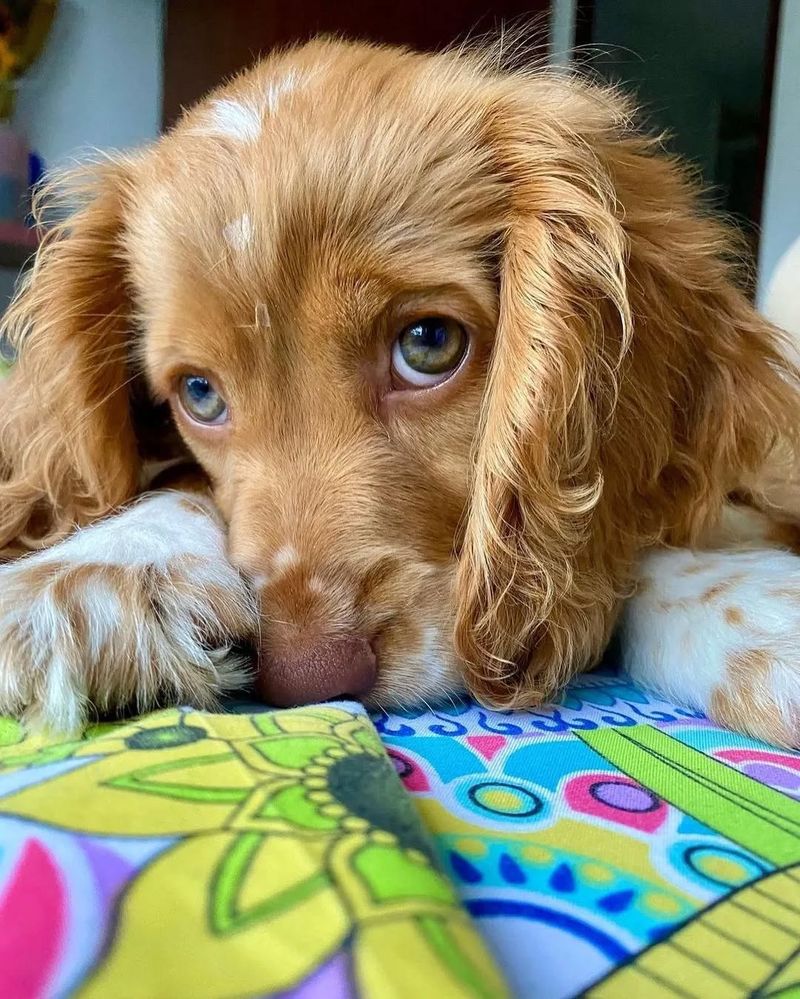 Cocker Spaniel