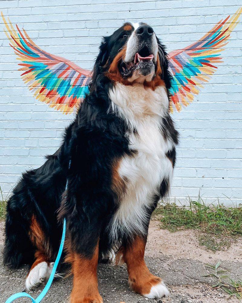Bernese Mountain Dog