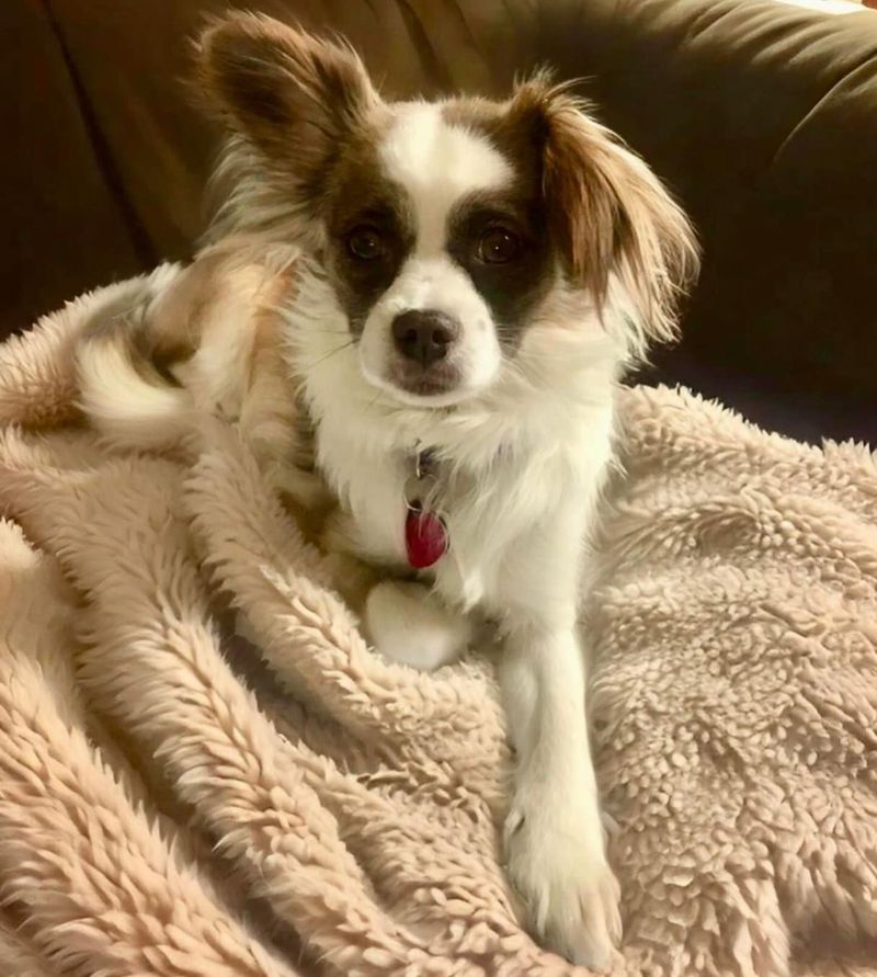 Papillon